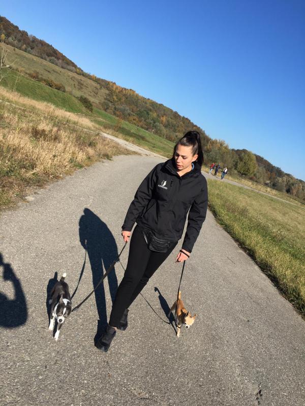 Hund, Wolf
